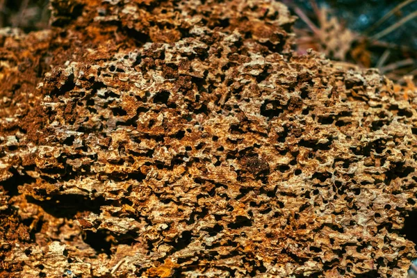 Termitové jedí staré a deedné dřevěné hobky — Stock fotografie