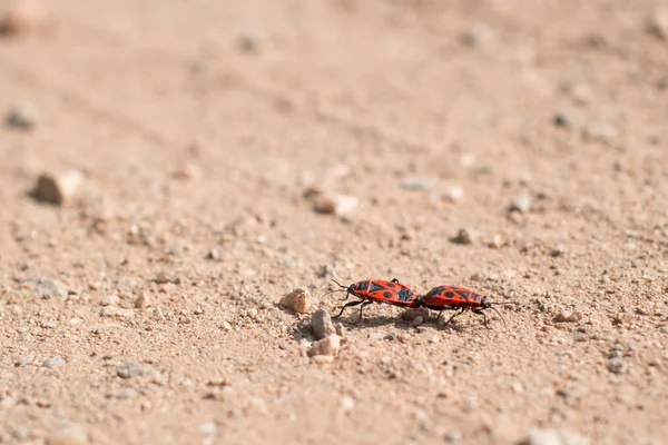 Dois firebug em um caso de amor — Fotografia de Stock