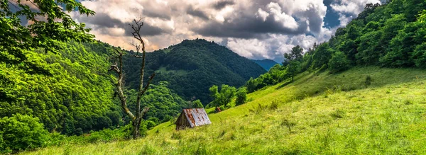 Árbol Seco Campo Hierba Cindrel Montañas Burului Colina Sibiu Condado —  Fotos de Stock