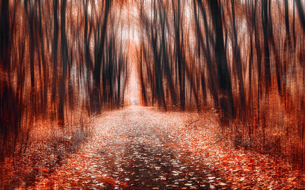 The road through the dramatic forest