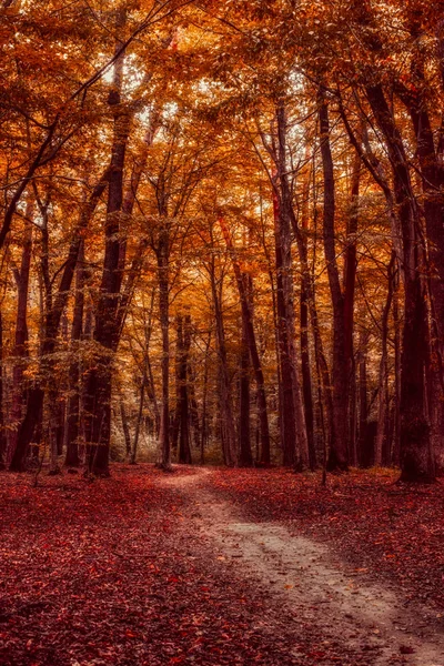 Le chemin à travers la forêt d'automne — Photo