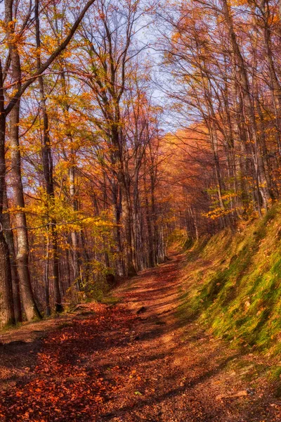 O caminho através da floresta de outono — Fotografia de Stock