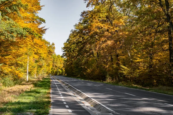 Droga i ścieżka rowerowa przez jesienny Las — Zdjęcie stockowe