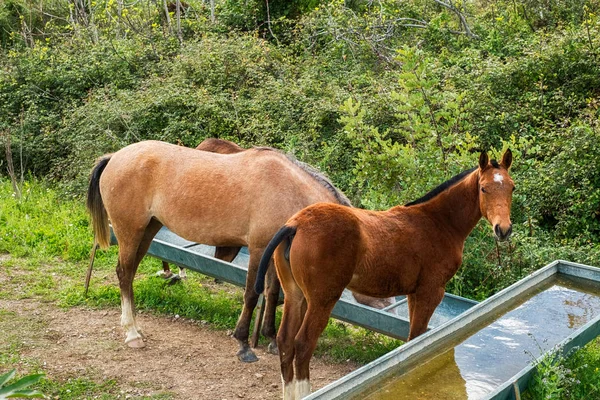 Cavalos selvagens água potável — Fotografia de Stock