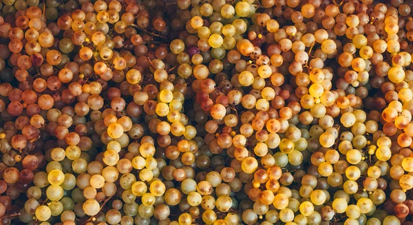 Białe winogrona na sprzedaż na stoisku — Zdjęcie stockowe
