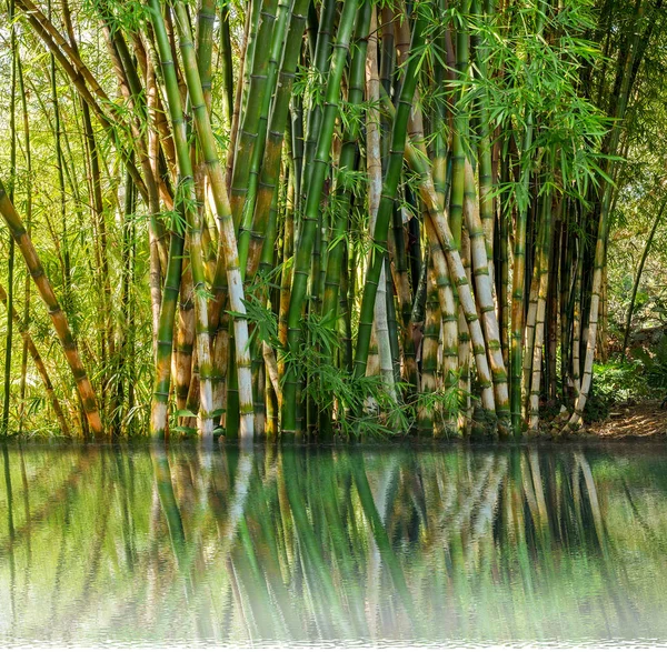 a bamboo plantation