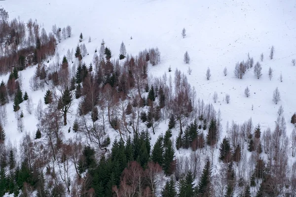 winter landscape with pine tree and birch