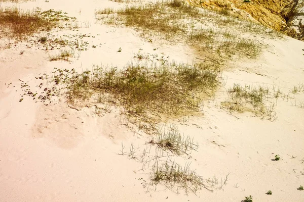 Wit zandduin met groen gras — Stockfoto