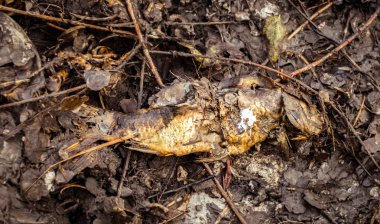 Çürümede ölü balık