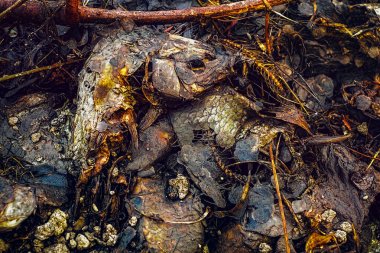 Çürümede ölü balık