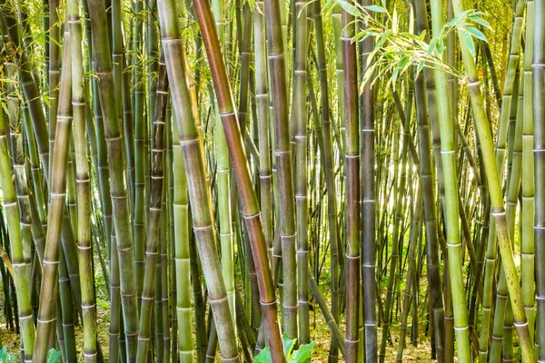 정원에 있는 대나무 지팡이 숲 — 스톡 사진