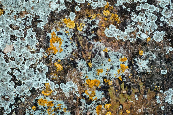 Licen y musgo sobre piedra — Foto de Stock