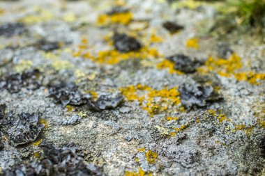 taş üzerinde likenler