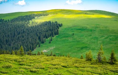 yeşil tepelerde otlayan koyun