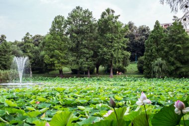 Gölde Mısır lotus