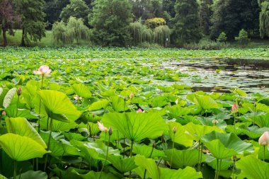 Gölde Mısır lotus
