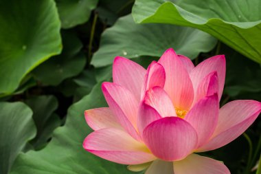 Gölde Mısır lotus