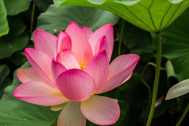 Gölde Mısır lotus