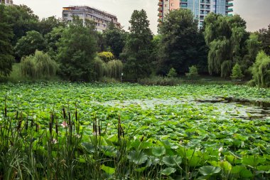 Gölde Mısır lotus