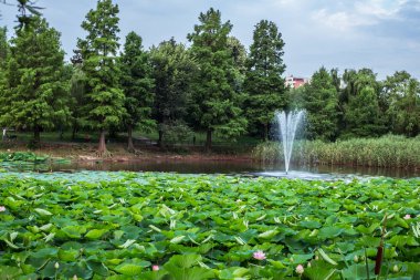 Gölde Mısır lotus