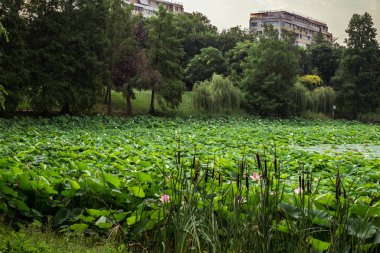 Gölde Mısır lotus