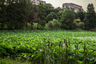 Gölde Mısır lotus