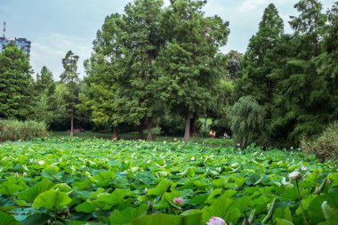 Gölde Mısır lotus