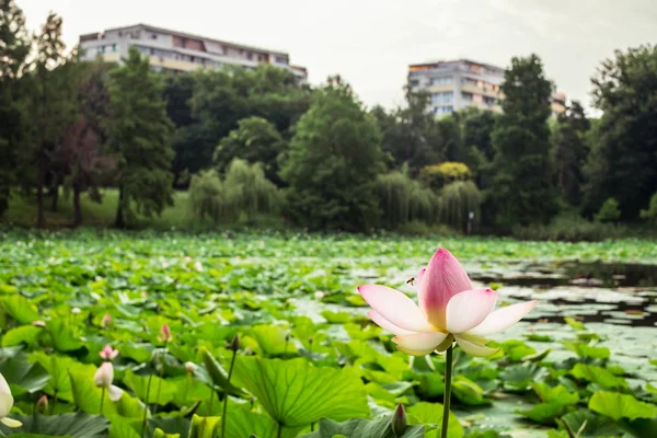 Loto egipcio en el lago — Foto de Stock