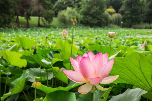 Ägyptischer Lotus auf dem See — Stockfoto