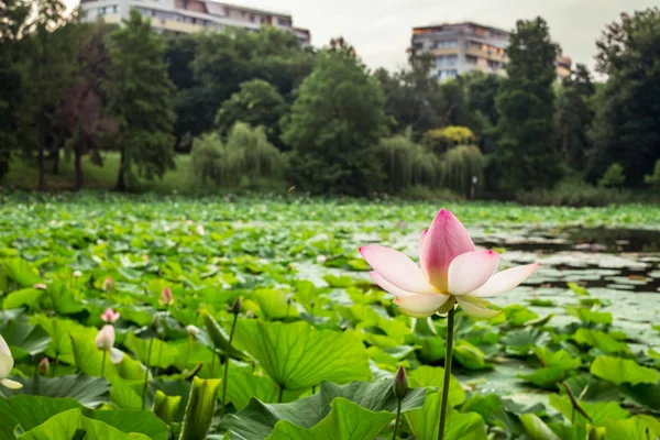 Loto egipcio en el lago — Foto de Stock