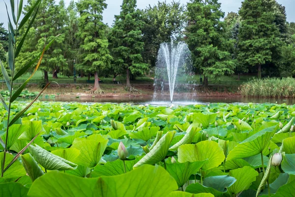 Loto egipcio en el lago — Foto de Stock