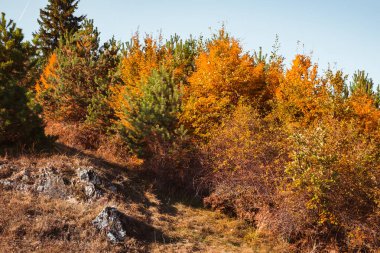 Güneşli sonbahar manzara