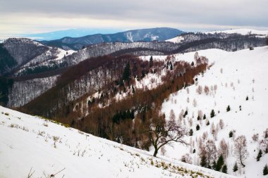 çam ağacı ve huş ile kış manzara