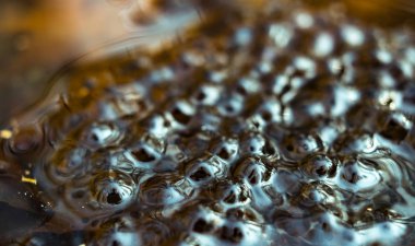 Su üzerinde bir gölette Frogspawn