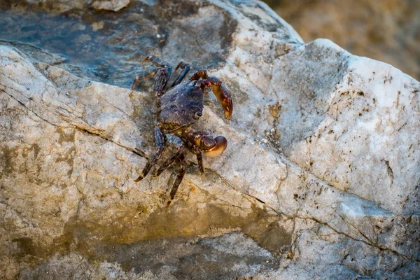 Een kleine krab op rotsen — Stockfoto