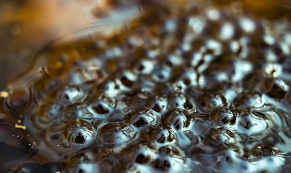 Froschlaich in einem Teich über Wasser — Stockfoto