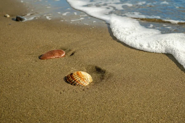 Coquillage sur la plage de sable fin — Photo