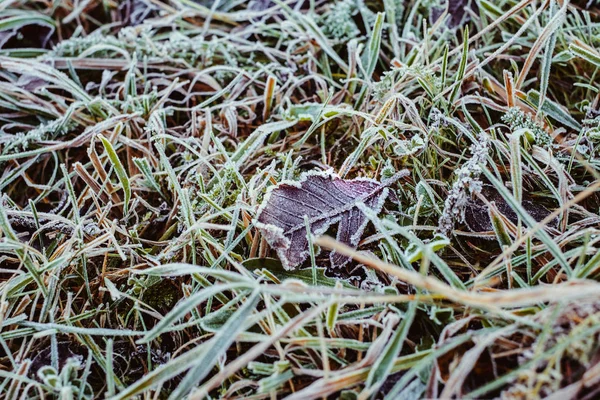 Παγετό το χειμώνα στα φύλλα και γρασίδι φόντο — Φωτογραφία Αρχείου