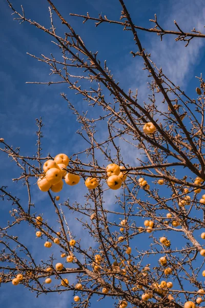 황금 사과와 잎이없는 사과 — 스톡 사진