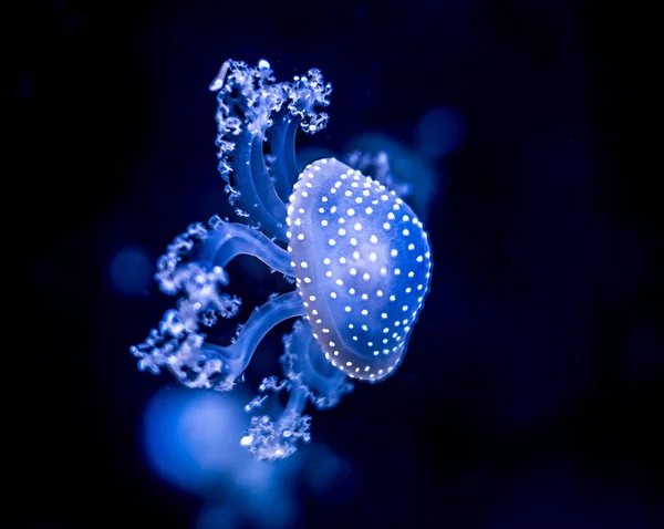 Медузы в аквариуме — стоковое фото