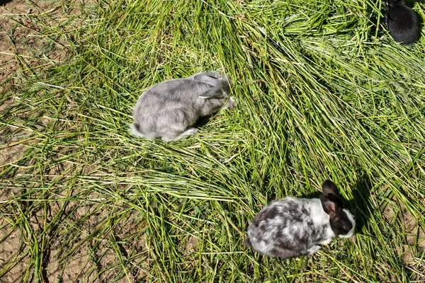 Conejos en la hierba —  Fotos de Stock