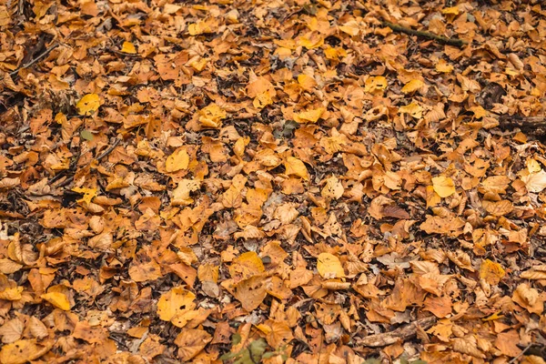 Foglie autunnali nella foresta che ricopre la terra — Foto Stock