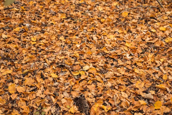 Feuilles d'automne dans la forêt couvrant la terre — Photo