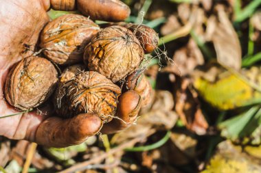 İşçilerin elleri kabukla boyanmış fındık topluyor.
