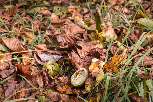 Noci cadute nell'erba — Foto Stock