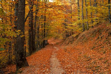 Ormanda sonbahar renkleri