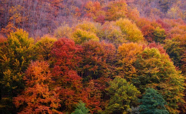 Colores otoñales en el bosque — Foto de Stock