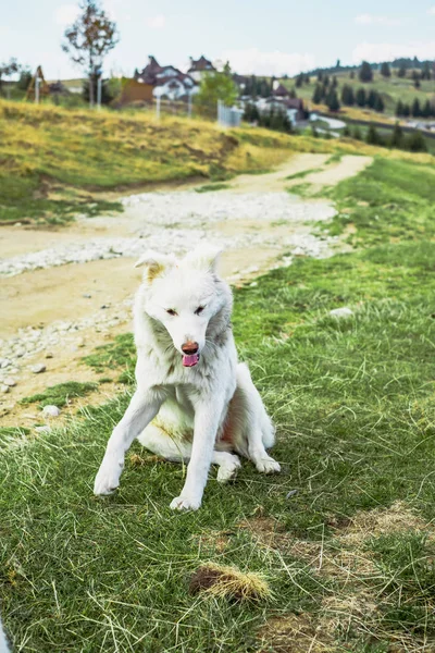 Hond zonder eigenaar in de natuur — Stockfoto