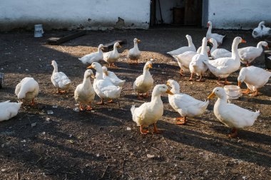 Bir sonbahar gününde kırsal bir çiftlikte Yerli beyaz kaz