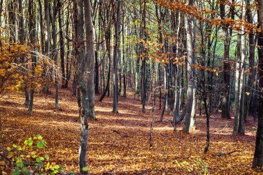 Sonbahar kayın ormanları boyunca